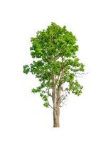 Trees that are isolated on a white background are suitable for both printing and web pages photo