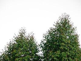 árbol aislado sobre fondo blanco foto