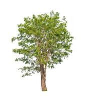 Trees that are isolated on a white background are suitable for both printing and web pages photo