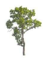 Trees that are isolated on a white background are suitable for both printing and web pages photo
