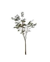 Trees that are isolated on a white background are suitable for both printing and web pages photo