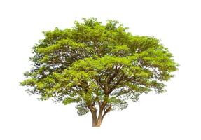 Trees that are isolated on a white background are suitable for both printing and web pages photo