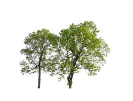 Trees that are isolated on a white background are suitable for both printing and web pages photo