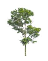 Trees that are isolated on a white background are suitable for both printing and web pages photo