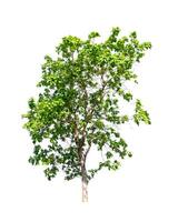 tree on a white background photo