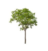 Trees that are isolated on a white background are suitable for both printing and web pages photo
