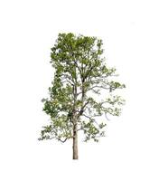 Trees that are isolated on a white background are suitable for both printing and web pages photo