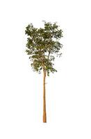 Trees that are isolated on a white background are suitable for both printing and web pages photo