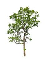 Trees that are isolated on a white background are suitable for both printing and web pages photo