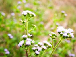 purple flowers blooming in spring beautiful purple flowers photo