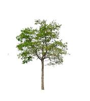 Trees that are isolated on a white background are suitable for both printing and web pages photo