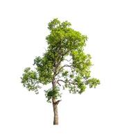 Trees that are isolated on a white background are suitable for both printing and web pages photo