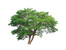 tree on a white background photo