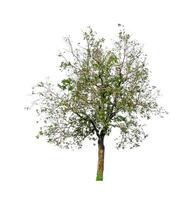 Trees that are isolated on a white background are suitable for both printing and web pages photo