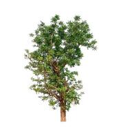 tree on a white background photo