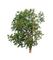 tree on a white background photo