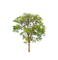 tree on a white background photo