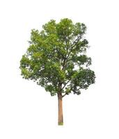 Trees that are isolated on a white background are suitable for both printing and web pages photo