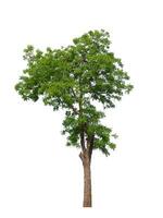 tree on a white background photo