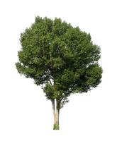 Trees that are isolated on a white background are suitable for both printing and web pages photo