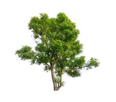 Trees that are isolated on a white background are suitable for both printing and web pages photo