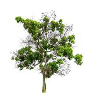 Trees that are isolated on a white background are suitable for both printing and web pages photo