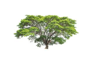 Trees that are isolated on a white background are suitable for both printing and web pages photo