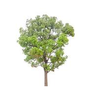 Trees that are isolated on a white background are suitable for both printing and web pages photo