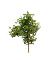 tree on a white background photo