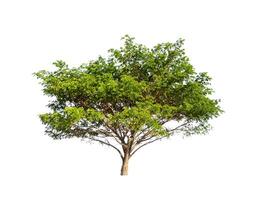 Trees that are isolated on a white background are suitable for both printing and web pages photo