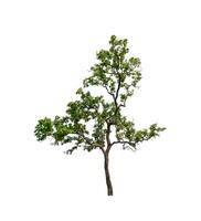 tree on a white background photo