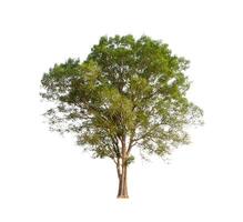 Trees that are isolated on a white background are suitable for both printing and web pages photo