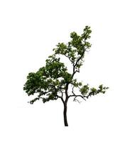 tree on a white background photo