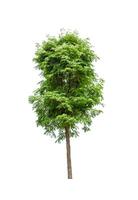 Trees that are isolated on a white background are suitable for both printing and web pages photo