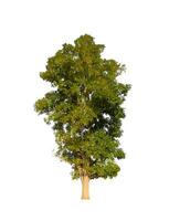 Trees that are isolated on a white background are suitable for both printing and web pages photo