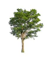 Trees that are isolated on a white background are suitable for both printing and web pages photo