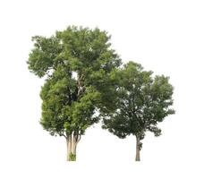 Trees that are isolated on a white background are suitable for both printing and web pages photo