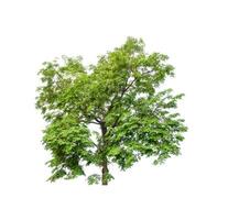 Trees that are isolated on a white background are suitable for both printing and web pages photo