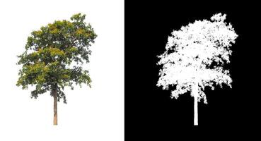 Trees that are isolated on a white background are suitable for both printing and web pages photo