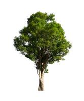 Trees that are isolated on a white background are suitable for both printing and web pages photo