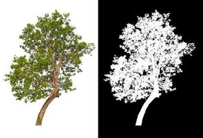 Tree that are isolated on a white background are suitable for both printing and web pages photo