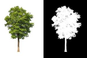 Trees that are isolated on white background are suitable for both printing and web pages photo