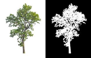 Trees that are isolated on white background are suitable for both printing and web pages photo