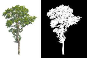 Trees that are isolated on white background are suitable for both printing and web pages photo