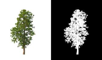 Trees that are isolated on white background are suitable for both printing and web pages photo