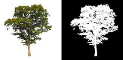 Trees that are isolated on a white background are suitable for both printing and web pages photo