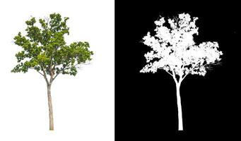 Tree that are isolated on a white background are suitable for both printing and web pages photo