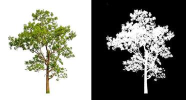 Trees that are isolated on a white background are suitable for both printing and web pages photo