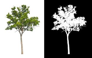 Trees that are isolated on white background are suitable for both printing and web pages photo