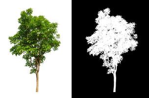 Tree that are isolated on a white background are suitable for both printing and web pages photo